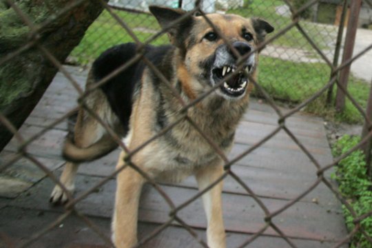 Pakruojo rajone šuo apkandžiojo mažametę mergaitę – ji gydoma ligoninėje