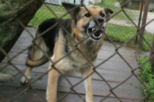 Pakruojo rajone šuo apkandžiojo mažametę mergaitę – ji gydoma ligoninėje