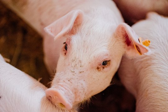 Pirmą kartą istorijoje: žmogui persodintas kiaulės plautis