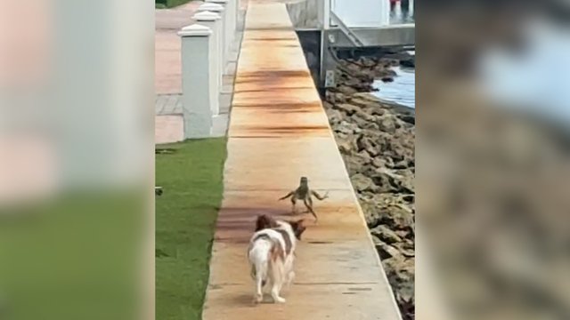 Gyvenk arba mirk: iguanai gelbėjant savo kailį teko išmokti net skristi