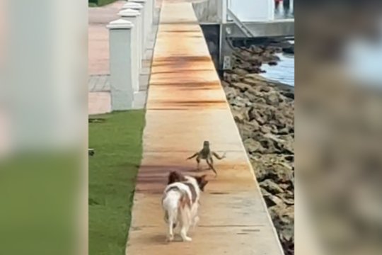 Gyvenk arba mirk: iguanai gelbėjant savo kailį teko išmokti net skristi