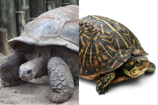 Vėžlys vėžliui - nelygu: štai kuo labiausiai skiriasi šie vandenų ir sausumos šarvuočiai