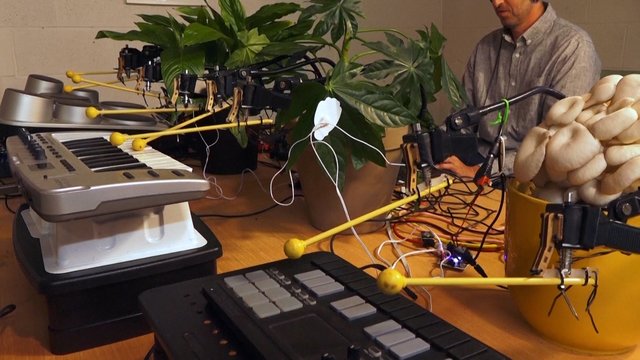 Mančesterio mokslininkai laužo stereotipus: įrodė, kad grybai gali būti puikūs muzikantai