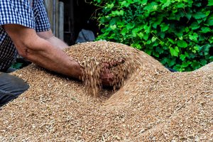 Rugpjūtį geležinkeliu pergabenta pusė milijono tonų grūdų