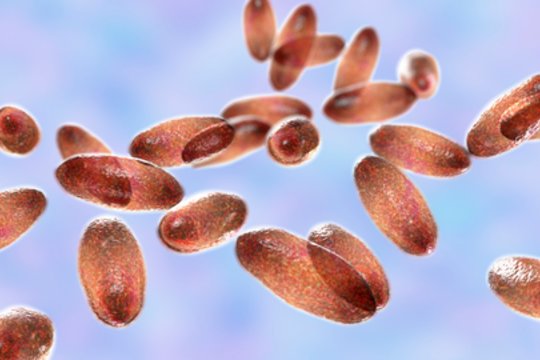 1500 metų senumo mįslė – įminta: atskleidė, kas sukėlė pirmąją pasaulyje pandemiją