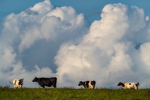 Austrijos Alpėse karvės mirtinai sutrypė žygeivį
