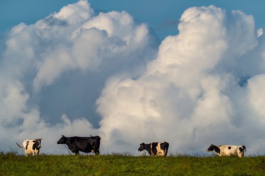 Austrijos Alpėse karvės mirtinai sutrypė žygeivį
