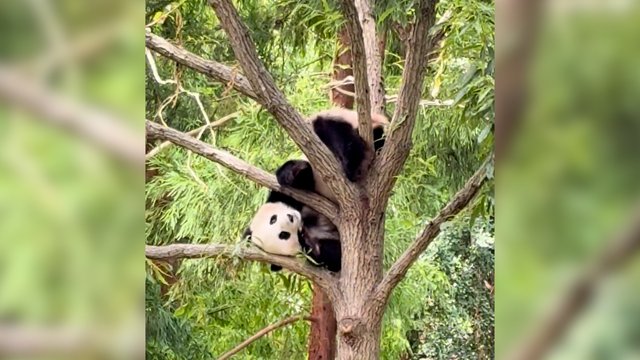Panda pademonstravo, kaip reikia nulipti nuo medžio: žiūrovai negailėjo aplodismentų