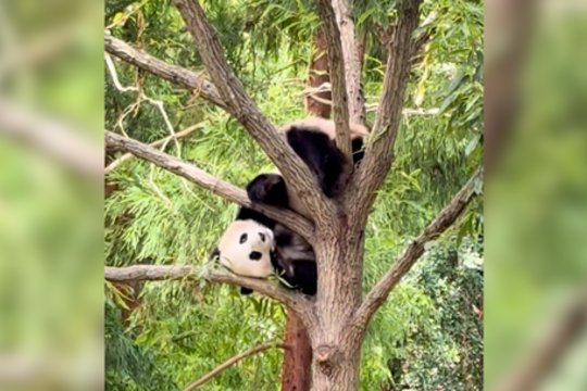 Panda pademonstravo, kaip reikia nulipti nuo medžio: žiūrovai negailėjo aplodismentų