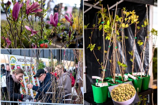 Milžinišku asortimentu išsiskirianti sodinukų mugė skelbia gerą naujieną