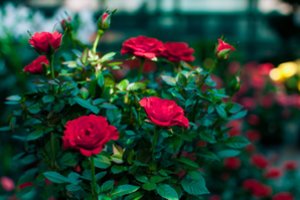 Nupjaukite tai nuo rožių krūmų dabar: kitąmet garantuotai pradžiugins gausiu žydėjimu