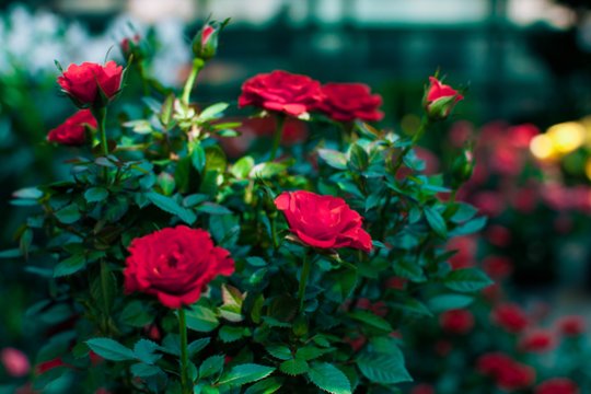 Nupjaukite tai nuo rožių krūmų dabar: kitąmet garantuotai pradžiugins gausiu žydėjimu