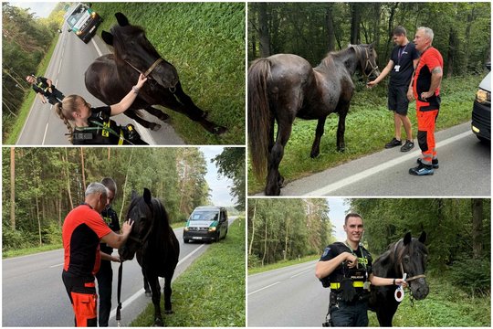 Netikėta greitosios pagalbos ekipažo operacija Kauno rajone: gelbėjo po kelią besiblaškiusį arklį