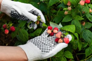 Kaip nuėmus derlių genėti avietes: 90 proc. sodininkų tai daro neteisingai