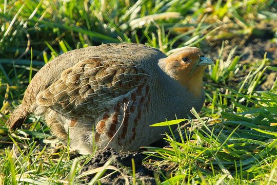 Černobylyje – netikėtas atradimas: paukščiai, kurie kadaise buvo retenybė, „užkariavo“ rezervatą