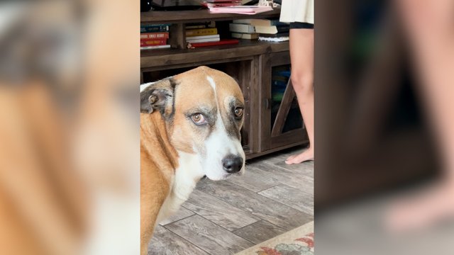 Keturkojai vienu žvilgsniu parodė, ką mano apie mergaitės pasirodymą: nebyliai prašė vieno