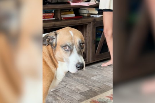 Keturkojai vienu žvilgsniu parodė, ką mano apie mergaitės pasirodymą: nebyliai prašė vieno