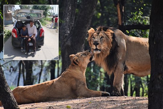 „Šeima išbandė viską“: liūto sudraskyto 5-mečio tėvai jam padėti nesugebėjo