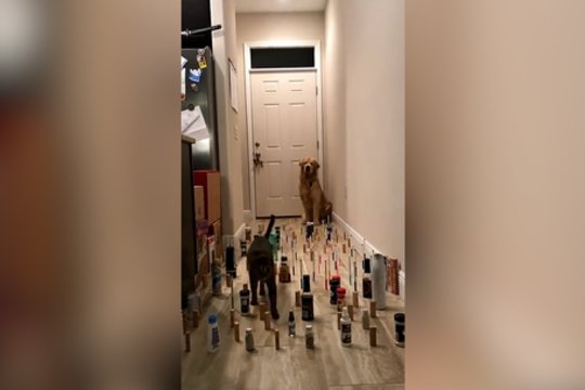 Katė ir šuo – tarsi akrobatai: pamatykite, kaip įveikė kliūčių ruožą