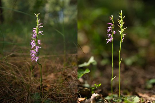 Neries regioniniame parke – orchidėjų atradimo metai: aptikta ir miškinė plikaplaiskė