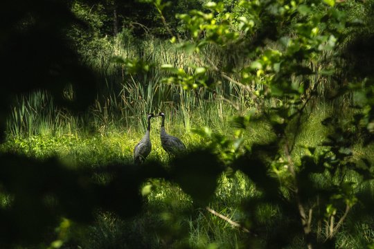 Tikslus ne tik pasiekė, bet ir viršijo: „Neįkertamo turto“ kampanija apsaugojo daugiau nei 30 hektarų senųjų miškų