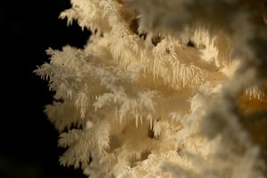 Neries regioniniame parke – išskirtinis atradimas: pastebėtas vienas gražiausių ir rečiausių Lietuvos grybų