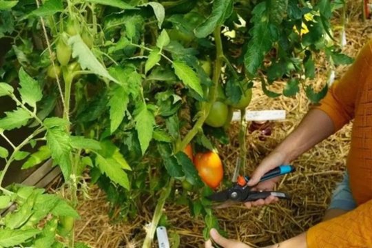 Jie to nedegino: ką mūsų seneliai darė su pomidorų ir bulvių lapais