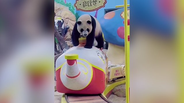 Ši panda nusiteikusi pramogauti: pažiūrėkite, jos linksmybes atrakcionuose