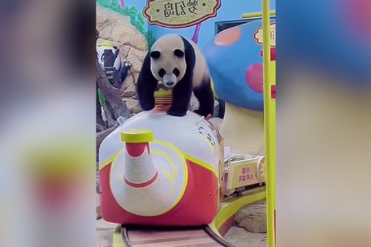 Ši panda nusiteikusi pramogauti: pažiūrėkite, jos linksmybes atrakcionuose