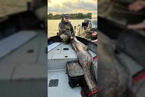 Iš Kauno marių ištraukė ne vieną gigantą: spėja, kad 2 ilgio šamui – 40 metų, galynėjosi apie valandą