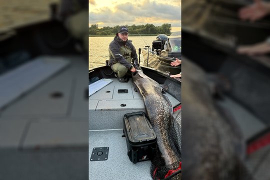 Iš Kauno marių ištraukė ne vieną gigantą: spėja, kad 2 ilgio šamui – 40 metų, galynėjosi apie valandą