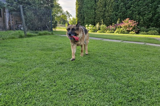 Ragina paskubėti: rugsėjo pradžia – tinkamiausias metas sėti bei tręšti veją