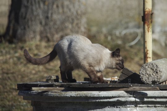 Į gilų šulinį leidosi su aukštalipio įranga – išgelbėjo įkritusį katiną 