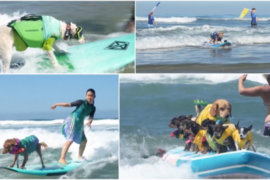 Pamatykite bangomis skrodžiančius šunis: banglenčių varžybose demonstravo sugebėjimus