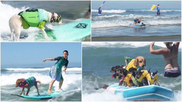 Pamatykite bangomis skrodžiančius šunis: banglenčių varžybose demonstravo sugebėjimus