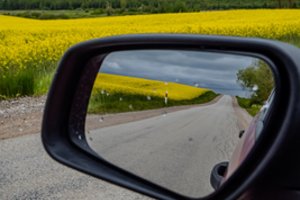 Išaiškino, kas padeda kviečiams ir rapsams sukaupti jėgų prieš žiemą