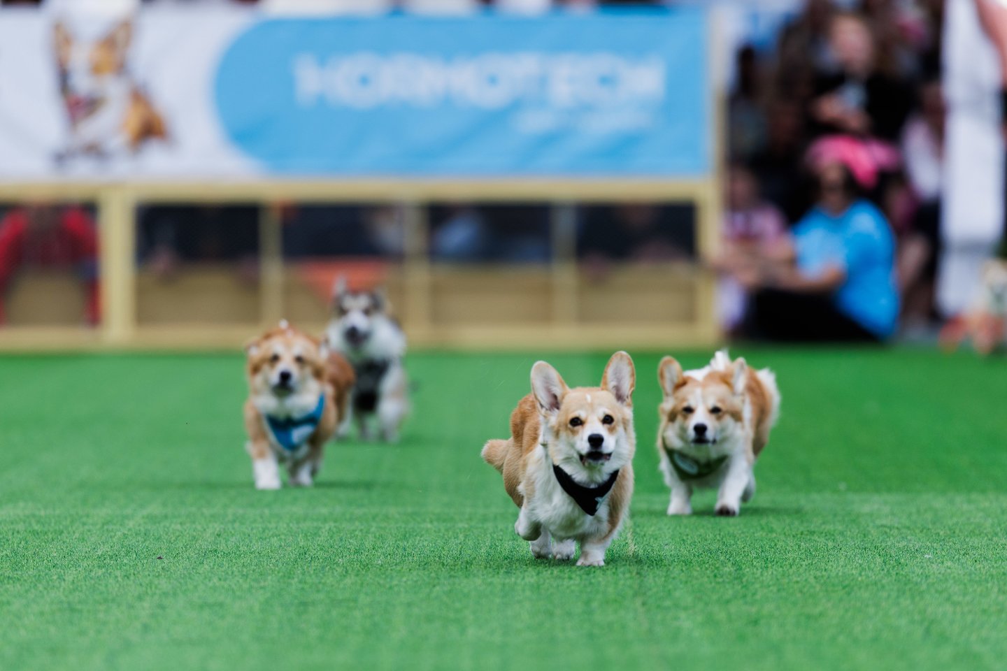 Korgių lenktynės, korgiai, Vingio parkas.<br>V.Skaraičio nuotr.