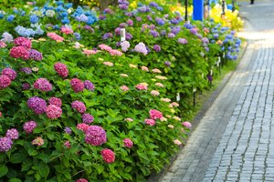 Kokių augalų geriau nesodinti šalia hortenzijų: išsamus sodininkų gidas