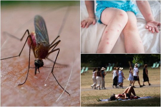 Specialistė paaiškino, kada uodai turėtų nurimti ir kodėl dabar jų tiek daug  