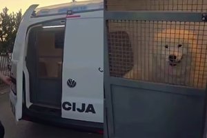 Pareigūnai Šiauliuose sulaikė „pabėgėlį“: šis iškart užkariavo internautų širdis