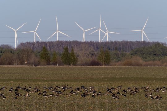 VERT laikinai sustabdė antro jūros vėjo parko konkurso procedūras