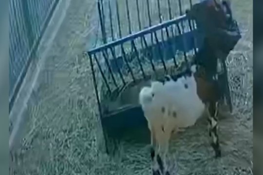 Pokštai ožių bandoje: bičiulius ne juokais išgąsdino vos vienu veiksmu