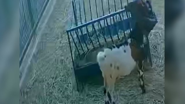 Pokštai ožių bandoje: bičiulius ne juokais išgąsdino vos vienu veiksmu