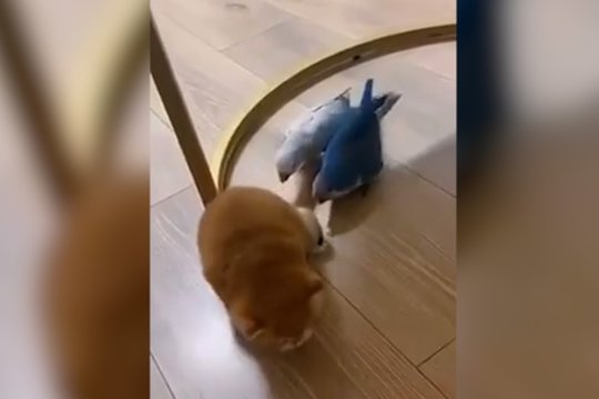 Prie mažylio kibę paukščiukai sulaukė atsako: į pagalbą atskubėjęs draugas greitai pastatė į vietą