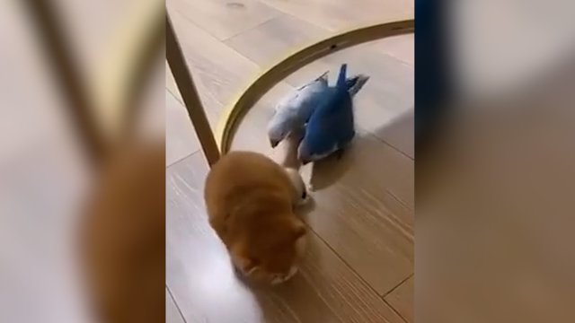 Prie mažylio kibę paukščiukai sulaukė atsako: į pagalbą atskubėjęs draugas greitai pastatė į vietą