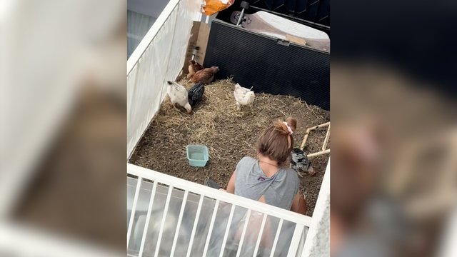 Nustebins ir visko mačiusius: balkone kaimynai įsirengė vištidę