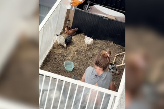 Nustebins ir visko mačiusius: balkone kaimynai įsirengė vištidę