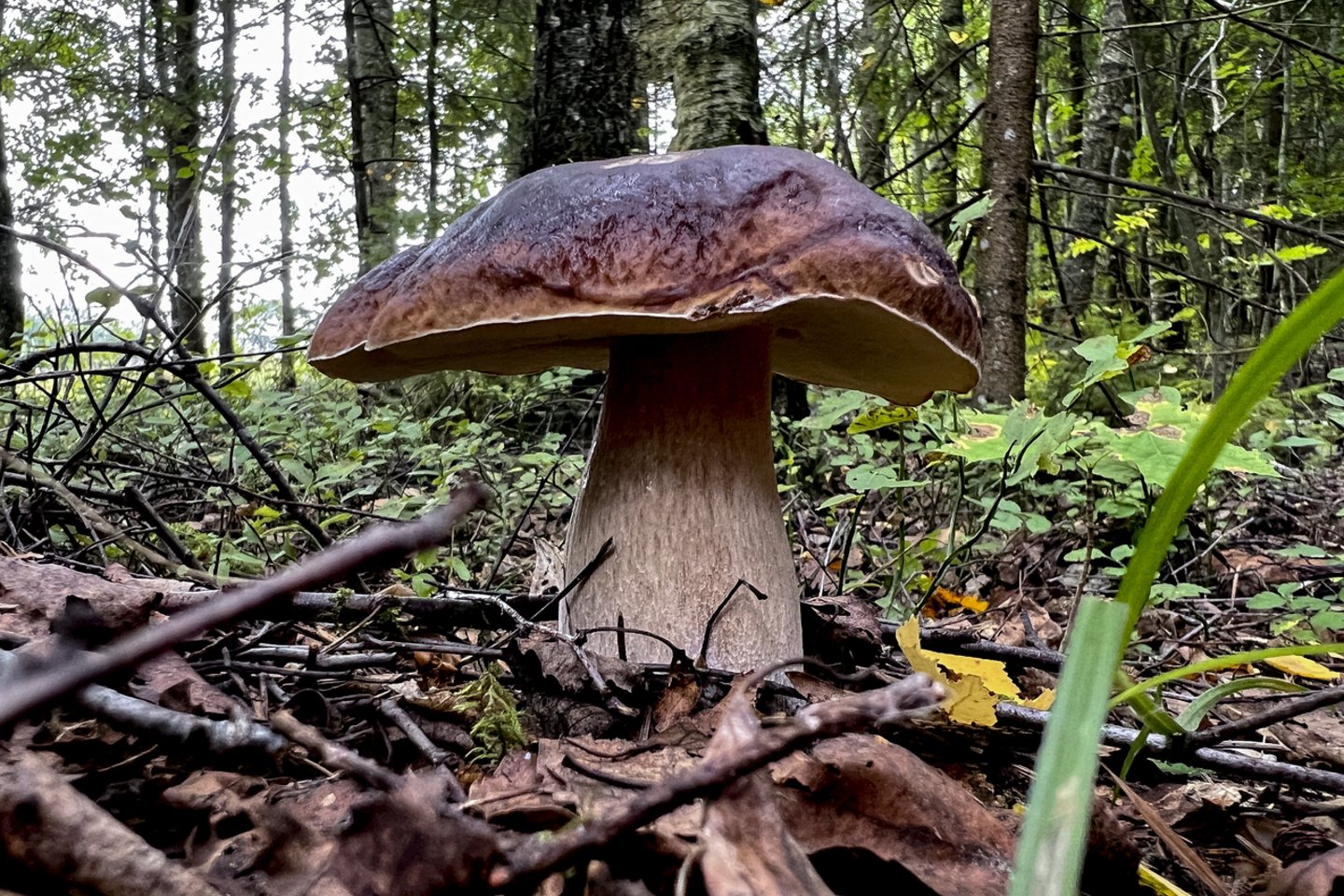 Miškininkai primena, kad išėjus į grybų paieškas, svarbu ne tik žinoti, kaip saugiai grįžti namo, tačiau ir kokių grybų rūšių žūtbūt nedėti į pintinę,<br>V.Ščiavinsko nuotr.