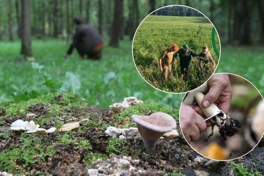 Išėjęs grybauti lietuvis tokios pabaigos nesitikėjo – teko šauktis pagalbos: „Tėtė dabar vis šneka, kad gimė antrą kartą“