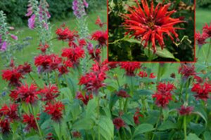 Sėklas pasėjau lapkritį, o birželį sodas paskendęs raudonose kepurėse: stebuklingas augalas